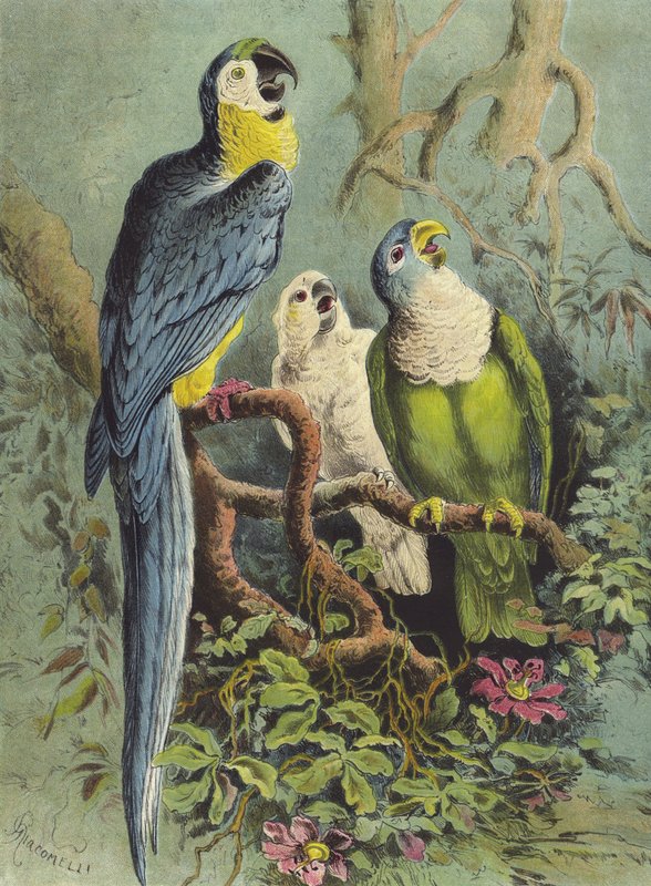 Papukaijat (chromolitho) tekijältä Hector Giacomelli