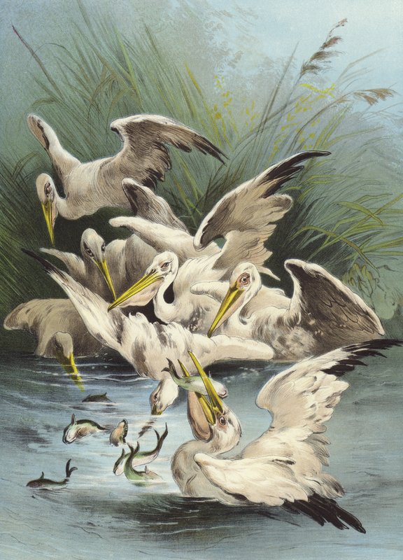 Pelicans ruokkii (chromolitho) tekijältä Hector Giacomelli