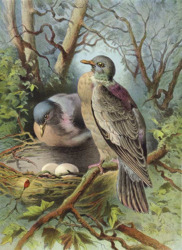 Sormuskyyhky (chromolitho) tekijältä Hector Giacomelli