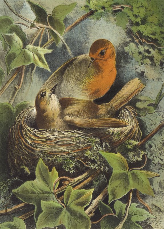 Robin ja sen pesä (chromolitho) tekijältä Hector Giacomelli