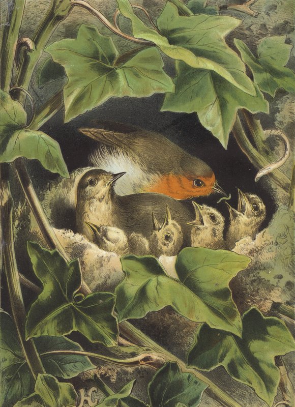 Robin, ruokkii nuoria (chromolitho) tekijältä Hector Giacomelli