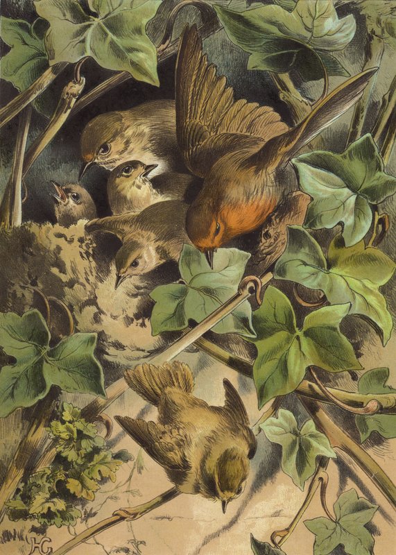 Robin poistumassa pesästä (chromolitho) tekijältä Hector Giacomelli