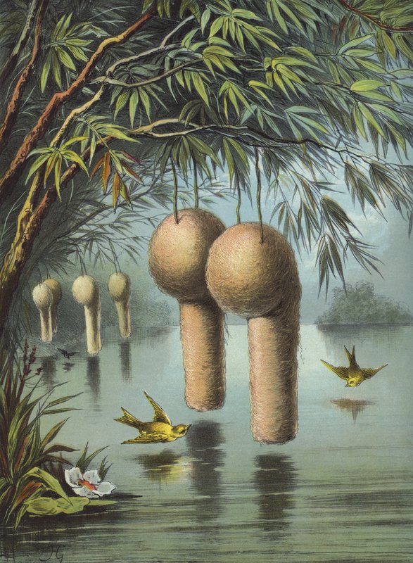 Baya Sparrow (chromolitho) tekijältä Hector Giacomelli