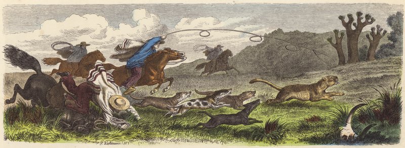 Metsästyspuma lassoilla Brasiliassa (värillinen kaiverrus) tekijältä Heinrich Leutemann