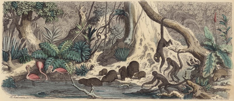 Guyanan joenranta (värillinen kaiverrus) tekijältä Heinrich Leutemann