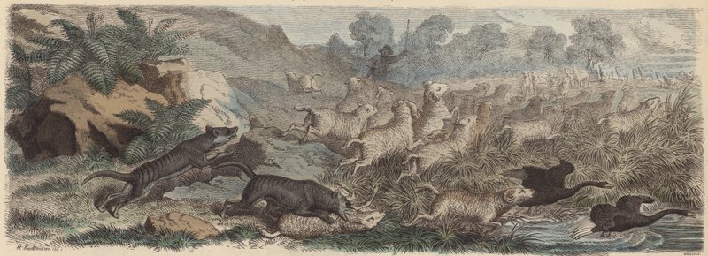 Tasmanian tiikerit hyökkäämässä lampaiden kimppuun Tasmaniassa (värillinen kaiverrus) tekijältä Heinrich Leutemann