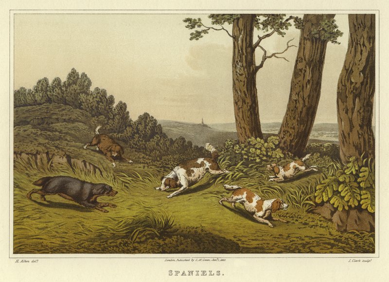 Spanielit (chromolitho) tekijältä Henry Thomas Alken