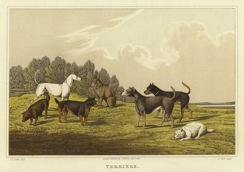 Terrierit (chromolitho) tekijältä Henry Thomas Alken