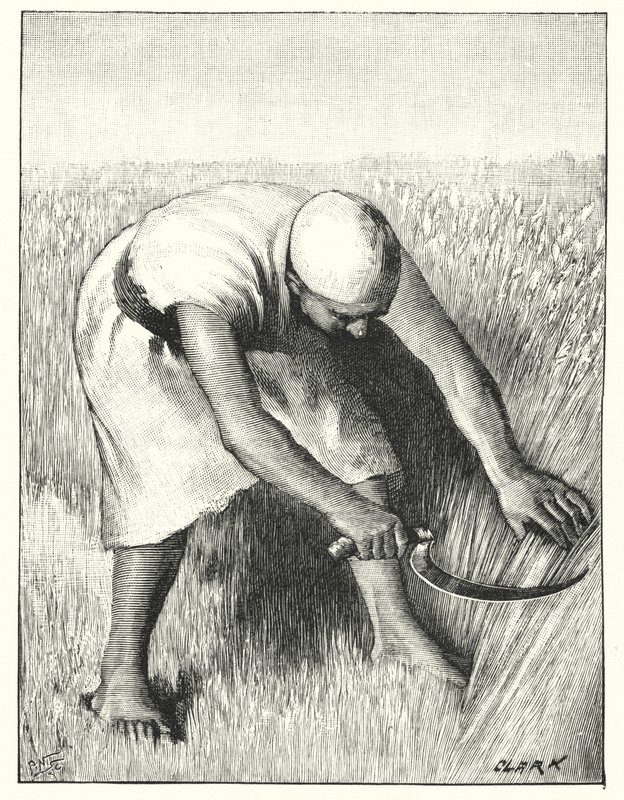 Korjuu idässä (litho) tekijältä Henry Andrew Harper