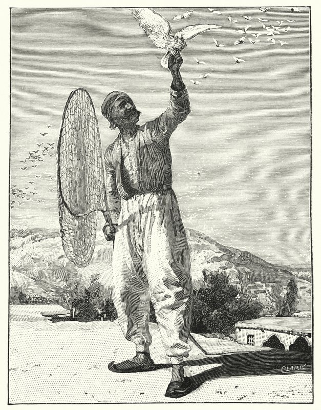 Lintujen pyynti katolla idässä (litho) tekijältä Henry Andrew Harper