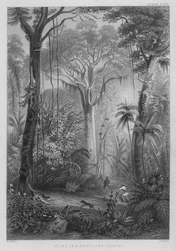 Kohtaus Brasilian metsässä (värillinen kaiverrus) tekijältä Henry George (after) Hine