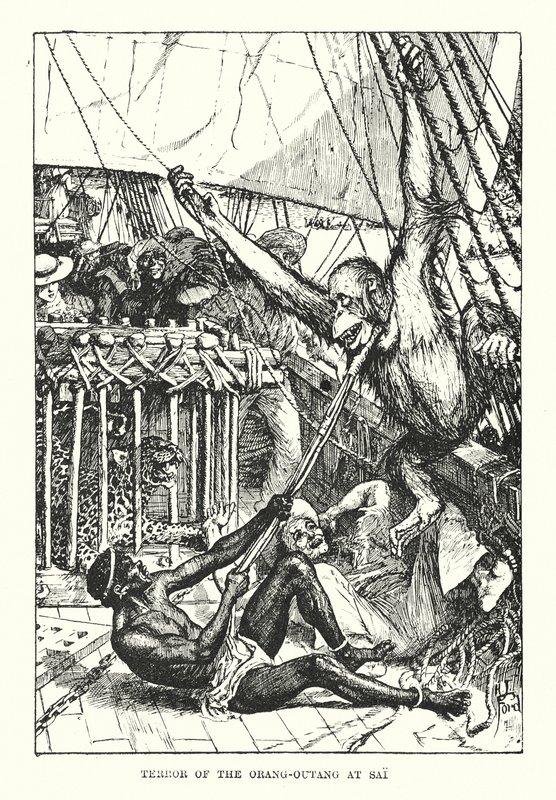 Orang-outangin kauhu Saissa (kaiverrus) tekijältä Henry Justice Ford