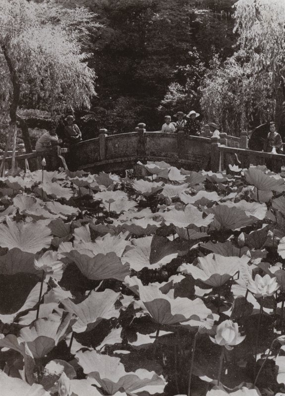 Lotus-Pond (m/w kuva) tekijältä Herbert Ponting