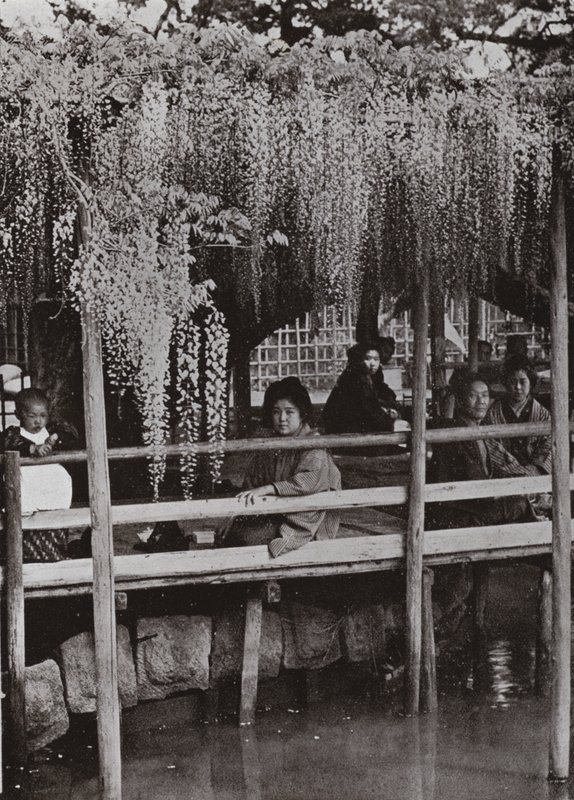 Wistaria Arbor at Kameido (m/w kuva) tekijältä Herbert Ponting
