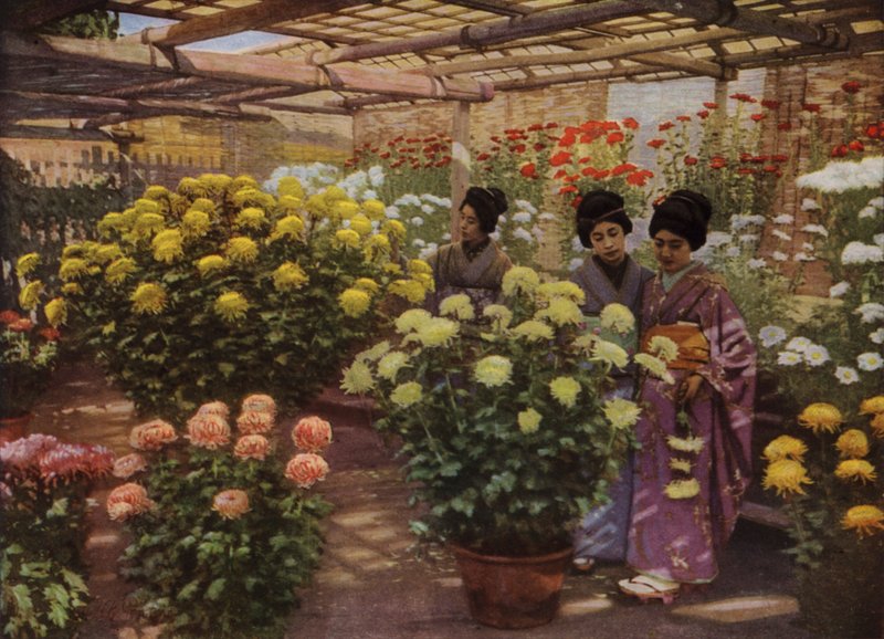 Chrysanthemum Show