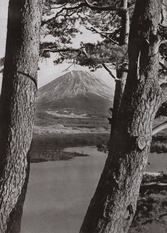 Fuji ja mäntypuut (m/w kuva) tekijältä Herbert Ponting