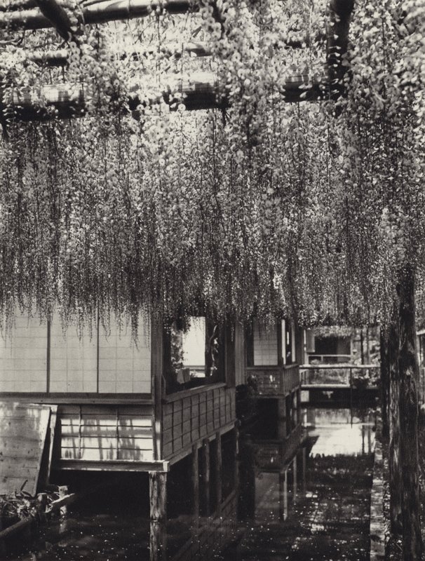 Japani 1920-luvulla: Tokio, Kameido (m/v kuva) tekijältä Herbert Ponting