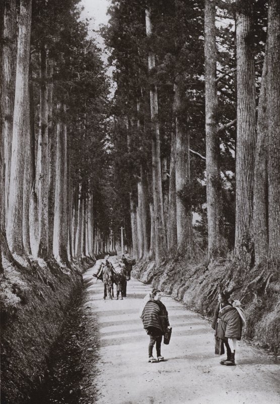 The Cryptomerias Avenue at Nikko (m/w kuva) tekijältä Herbert Ponting