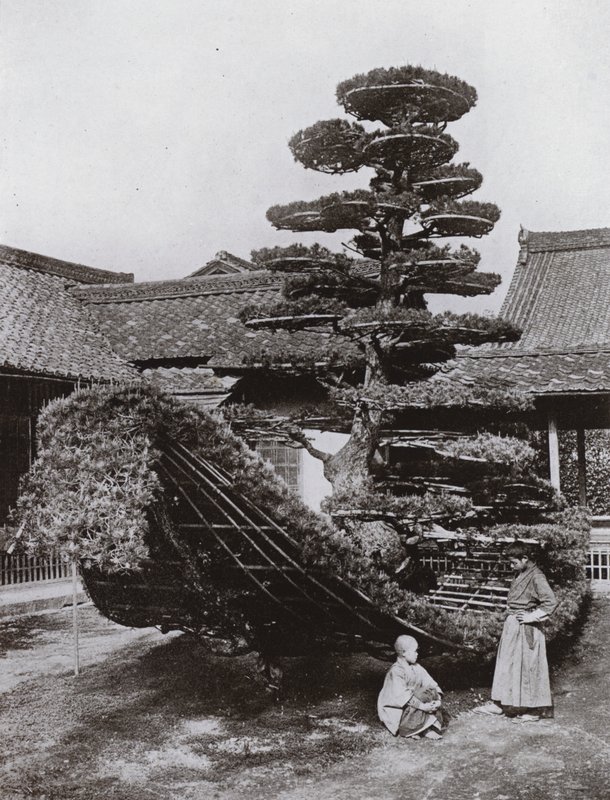 Pine-Tree Junk at Kinkakuji (m/w kuva) tekijältä Herbert Ponting
