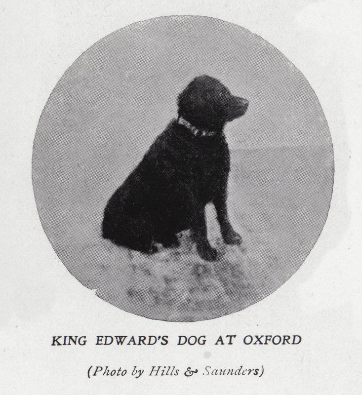 Kuningas Edward VII:n koira Oxfordin yliopistossa (m/v kuva) tekijältä Hills and Saunders