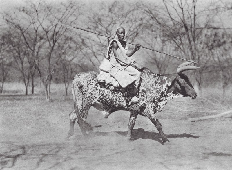 Afrikka: Aulad Hamid häränratsastaja (s/w-kuva). tekijältä Hugo Adolf Bernatzik