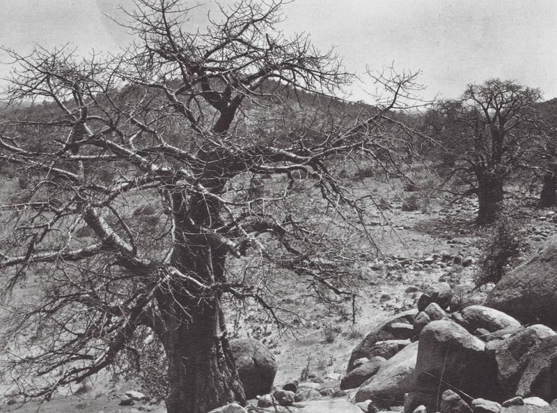 Afrikka: Dar Nuba (s/w-kuva). tekijältä Hugo Adolf Bernatzik