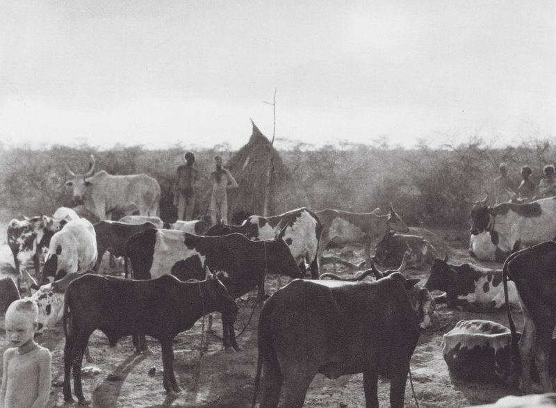 Afrikka: Bahr el Zeraf -joen rannalla (s/w-kuva). tekijältä Hugo Adolf Bernatzik
