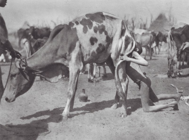 Afrikka: (s/w-kuva): Pohjoinen dinka puhaltaa lehmää (s/w-kuva) tekijältä Hugo Adolf Bernatzik