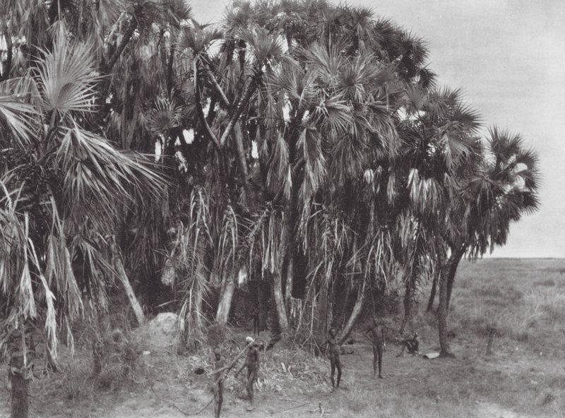 Afrikka: Nuer metsästäjät palmupuussa (s/w kuva). tekijältä Hugo Adolf Bernatzik