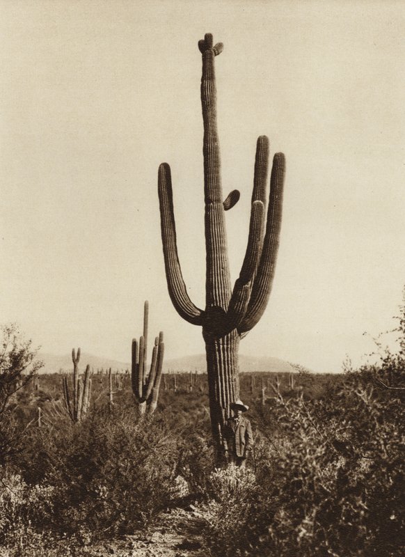 Meksiko: "Cereus giganteus" Magdalenan ympäristössä, Sonoran osavaltiossa (s/w-kuva). tekijältä Hugo Brehme