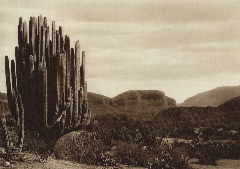 Meksiko: Cuicatian, "Cereus candelabrum" (s/w valokuva). tekijältä Hugo Brehme