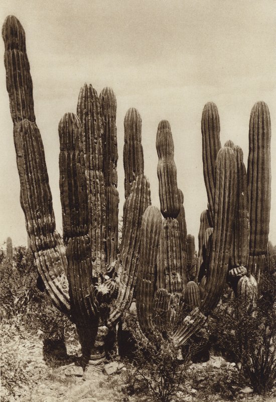 Meksiko: Guaymas, "Cereus Pringlei", Estado Sonora (s/w-kuva). tekijältä Hugo Brehme