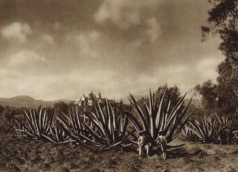 Meksiko: Tepepamin ympäristö ja agave-pelto (s/w-kuva). tekijältä Hugo Brehme