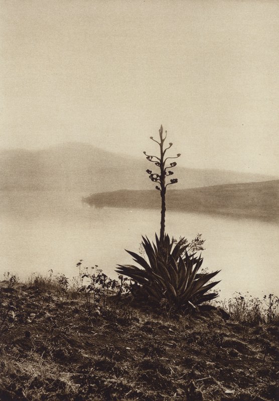Meksiko: Chapala-järven ranta, jossa agaves kukkivat (s/w-kuva). tekijältä Hugo Brehme