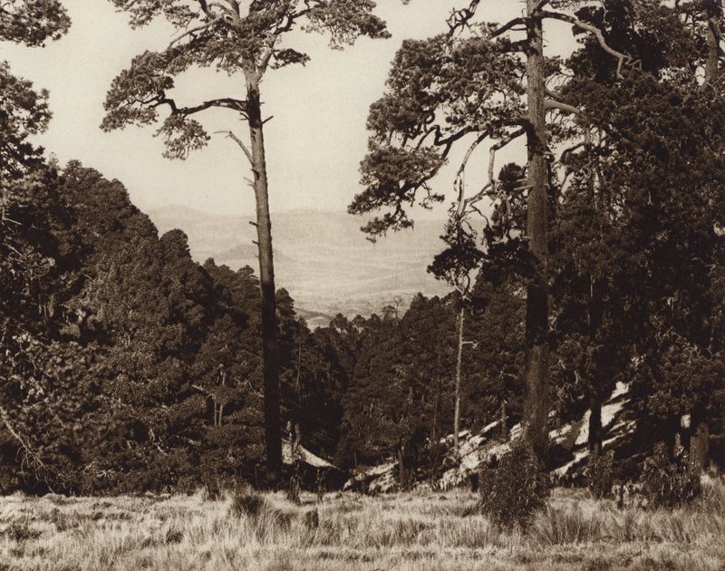 Meksiko: Villi panoraama Pico de Orizaban juurella (s/w-kuva) tekijältä Hugo Brehme