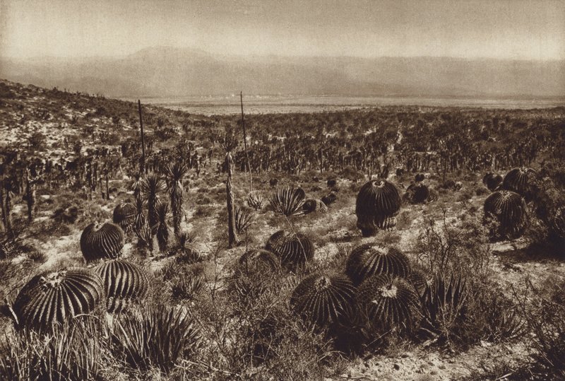 Meksiko: Sierra de Tehuacan, Etuosassa "Echinocactus grandis" (s/w kuva) tekijältä Hugo Brehme