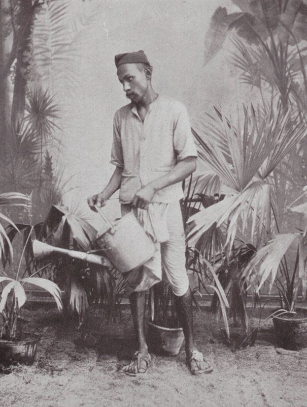Bombay / Mumbai: Puutarhuri (s/w valokuva) tekijältä Indian photographer