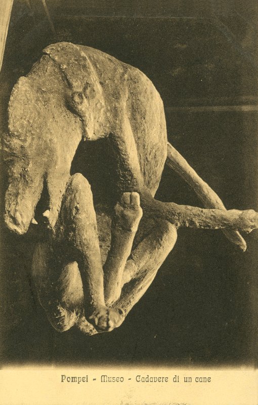 Pompeji, museo, koiran ruumis tekijältä Italian Photographer