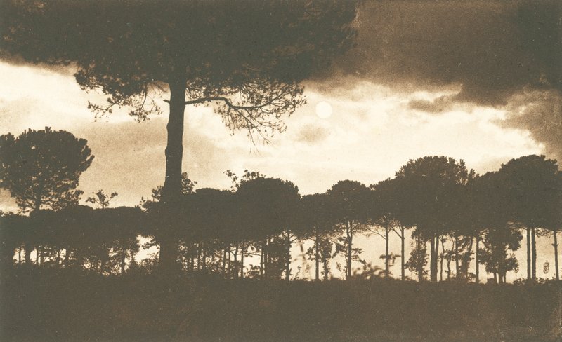 Ravenna, La Pineta di Classe (s/w valokuva) tekijältä Italian Photographer