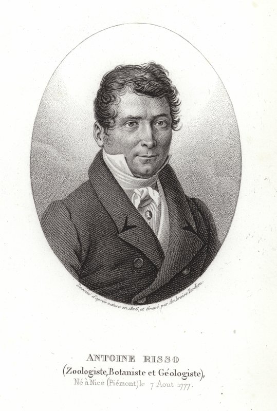 Antoine Risso tekijältä Italian School