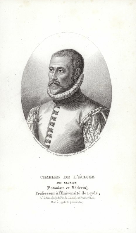 Carolus Clusius tekijältä Italian School