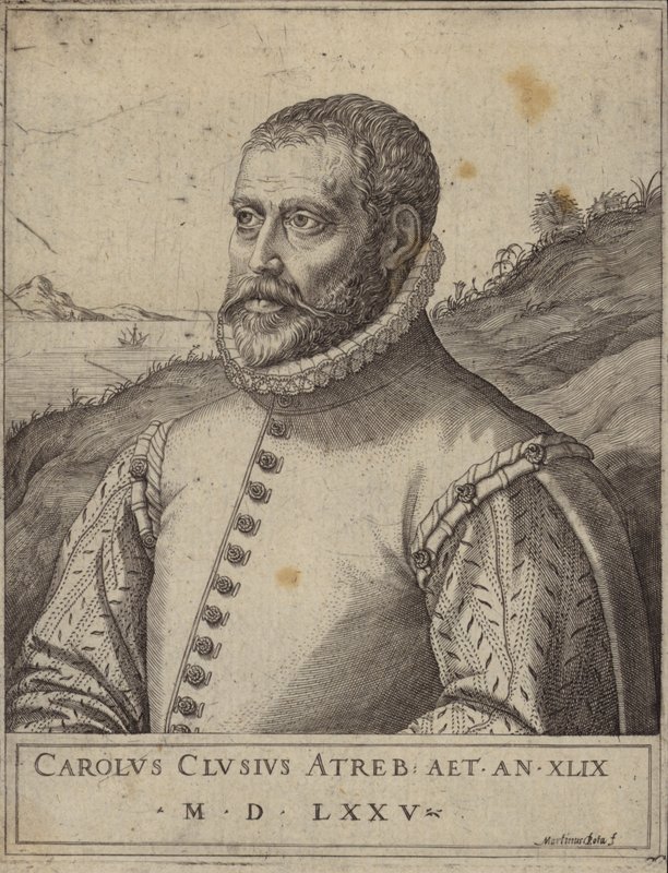 Carolus Clusiuksen muotokuva tekijältä Italian School