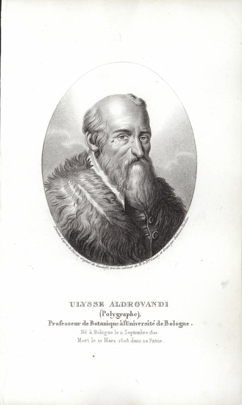 Ulisse Aldrovandi tekijältä Italian School