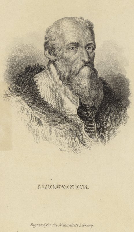 Ulisse Aldrovandi tekijältä Italian School