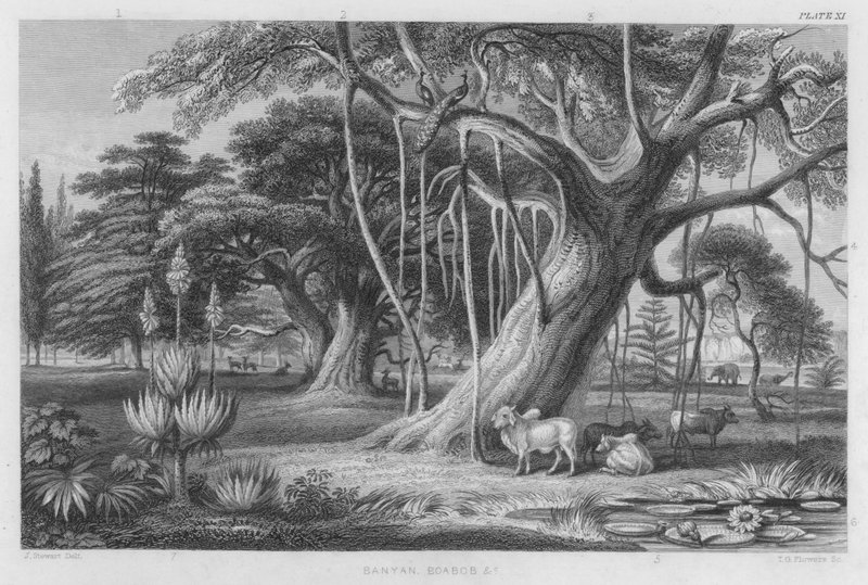 Banyan, Boabob jne (värinen kaiverrus) tekijältä J. (after) Stewart