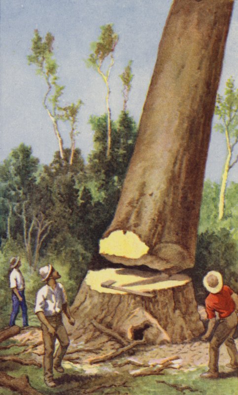 Kaurimänty (väri litho) kaato tekijältä J. Macfarlane