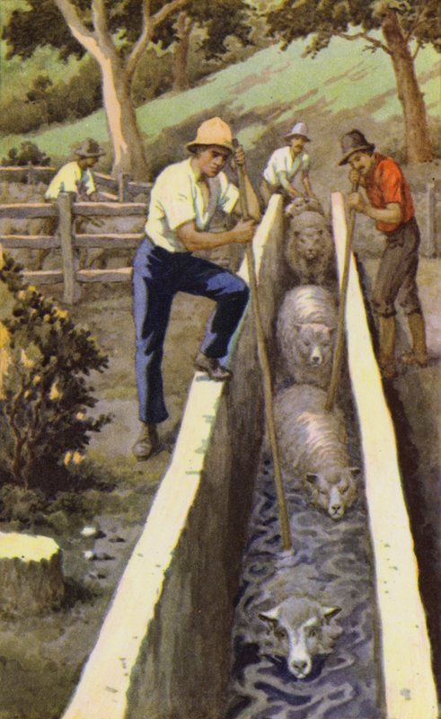 Lammasdippaus (väri litho) tekijältä J. Macfarlane