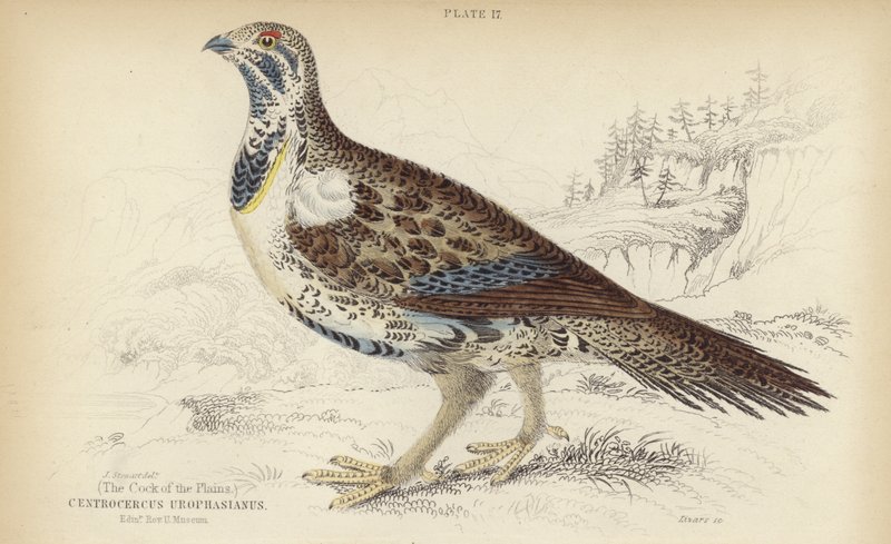 Centrocercus Urophasianus tekijältä J. Stewart