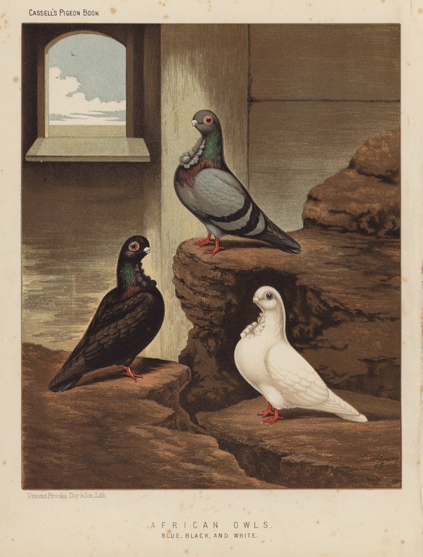 Kyyhkyset: Afrikkalaiset pöllöt, sininen, musta ja valkoinen (väri litho) tekijältä J. W. (after) Ludlow
