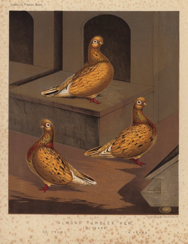 Kyyhkyset: Almond Tumbler Hen tekijältä J. W. (after) Ludlow